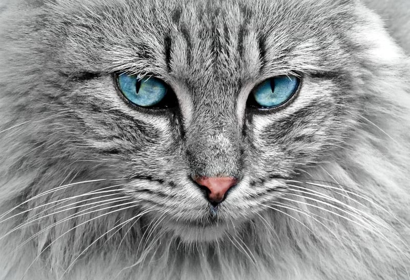 Luna Silverwing