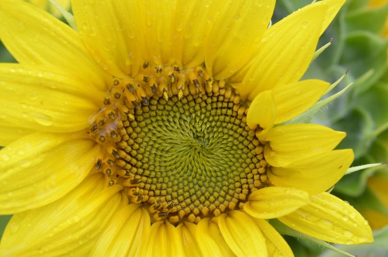 Butterfly Effect Image